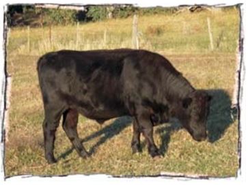18 month steer