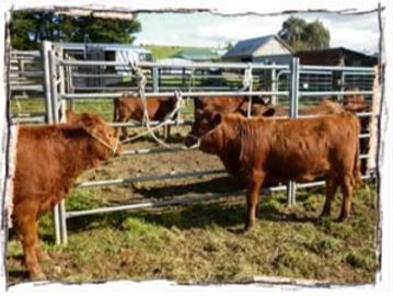 new heifers