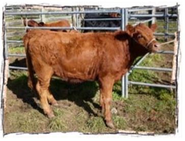 heifer close-up