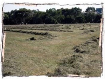 harvest