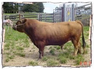 bull