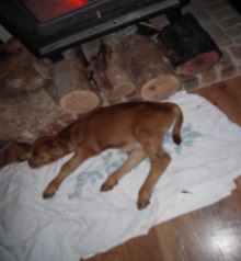 asleep by the campfire
