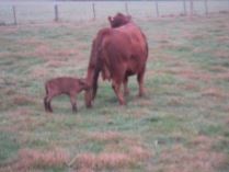 Mum and Baby