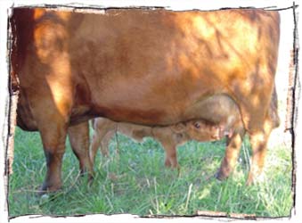 Dexter Cattle Milk