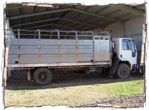 Cattle Transport