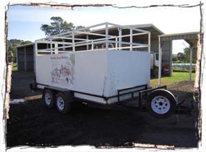 Cattle Transport
