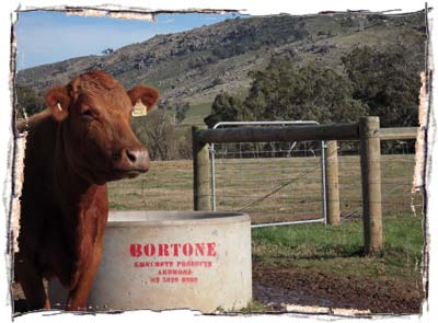 Dexter Cattle