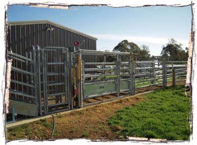 Dexter Cattle